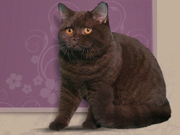 britská čokoládová kočka IC Amelie Princess Crazy Daisy*CZ